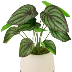 Northlight 10.25" Artificial Peperomia Plant In Two-Tone Ceramic Pot 8 Northlight 10.25" Artificial Peperomia Plant In Two-Tone Ceramic Pot -Northlight Décor Sales GUEST 247ab378 491f 4bdc 94d9 eaa7465167c3