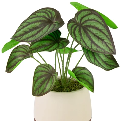 Northlight 10.25" Artificial Peperomia Plant In Two-Tone Ceramic Pot 4 Northlight 10.25" Artificial Peperomia Plant In Two-Tone Ceramic Pot - Image 4