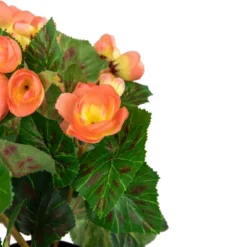 Northlight 11" Coral Pink Potted Silk Begonia Spring Artificial Floral Arrangement 6 Northlight 11" Coral Pink Potted Silk Begonia Spring Artificial Floral Arrangement -Northlight Décor Sales GUEST 30d14bb4 e70a 426d 91bf ed2daaf1b2eb
