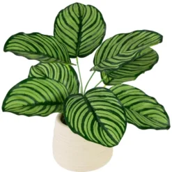 Northlight 13" Artificial Arrowroot Plant In Beige Ceramic Pot -Northlight Décor Sales GUEST 473dae86 5300 4d2f 9768 35640d716124