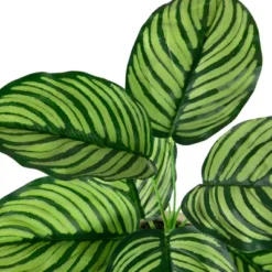 Northlight 13" Artificial Arrowroot Plant In Beige Ceramic Pot -Northlight Décor Sales GUEST 5014b969 ba59 42e5 90d4 901bac4f896e