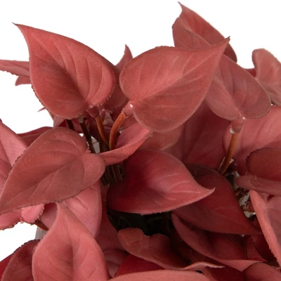 Northlight Real Touch™ Brick Red Artificial Peperomia Plant In Square Lattice Designed Pot - 7 " 5 Northlight Real Touch™ Brick Red Artificial Peperomia Plant In Square Lattice Designed Pot - 7 " - Image 5