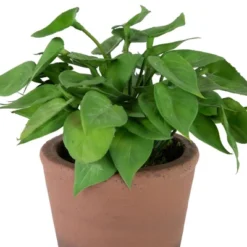 Northlight Real Touch™ Artificial Peperomia Watermelon Begonia Plant In Terracotta Style Pot - 7" 10 Northlight Real Touch™ Artificial Peperomia Watermelon Begonia Plant In Terracotta Style Pot - 7" -Northlight Décor Sales GUEST 96e464ba 6fd1 4979 9051 71eed69061b0