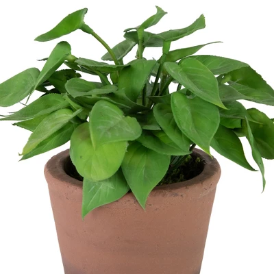 Northlight Real Touch™ Artificial Peperomia Watermelon Begonia Plant In Terracotta Style Pot - 7" 4 Northlight Real Touch™ Artificial Peperomia Watermelon Begonia Plant In Terracotta Style Pot - 7" - Image 4