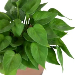 Northlight Real Touch™ Artificial Peperomia Watermelon Begonia Plant In Terracotta Style Pot - 7" 11 Northlight Real Touch™ Artificial Peperomia Watermelon Begonia Plant In Terracotta Style Pot - 7" -Northlight Décor Sales GUEST ad7cdec5 a507 4b2c bc90 d738c6d602ef