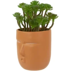 Northlight 5.5" Mini Artificial Succulent In Face Planter Pot -Northlight Décor Sales GUEST bb4aa3e4 9db6 4432 b405 eff5c564a597