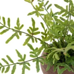 Northlight Real Touch™ Artificial Fern Plant In Orb Pot 11" 11 Northlight Real Touch™ Artificial Fern Plant In Orb Pot 11" -Northlight Décor Sales GUEST bed5cc52 9481 4838 b19d cda516f41fb7