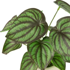 Northlight 10.25" Artificial Peperomia Plant In Two-Tone Ceramic Pot 9 Northlight 10.25" Artificial Peperomia Plant In Two-Tone Ceramic Pot -Northlight Décor Sales GUEST c2672db8 86e5 4fc6 9ac4 75c6abe68940