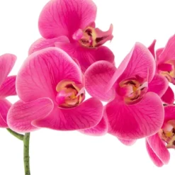 Northlight Real Touch™ Pink Artificial Spring Orchids In A Striped Ceramic Pot 2" 8 Northlight Real Touch™ Pink Artificial Spring Orchids In A Striped Ceramic Pot 2" -Northlight Décor Sales GUEST cd41d2f6 fc3e 4e63 b6e2 ec95eb98413e