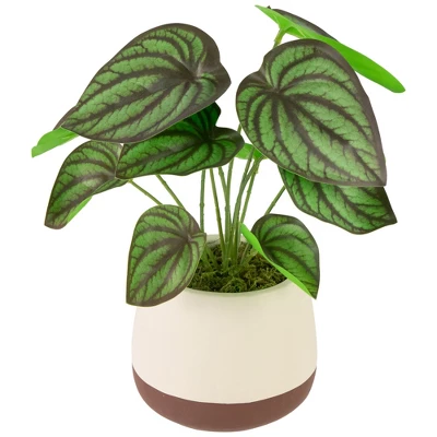 Northlight 10.25" Artificial Peperomia Plant In Two-Tone Ceramic Pot 2 Northlight 10.25" Artificial Peperomia Plant In Two-Tone Ceramic Pot - Image 2