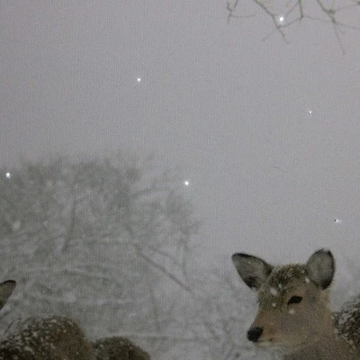 Northlight Large Fiber Optic Lighted Winter Woods With Deer Canvas Wall Art 23.5" X 15.5" 1 Northlight Large Fiber Optic Lighted Winter Woods With Deer Canvas Wall Art 23.5" X 15.5"