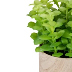 Northlight 10" Green Artificial Privet Plant In Faux Wood Pot 6 Northlight 10" Green Artificial Privet Plant In Faux Wood Pot -Northlight Décor Sales GUEST ddbb653c 2efc 40a5 828e 194247d02f2b