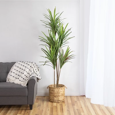 Northlight 5.5' Green Artificial Dracaena Marginata Plant In Black Pot 1 Northlight 5.5' Green Artificial Dracaena Marginata Plant In Black Pot