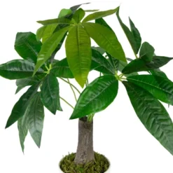Northlight 18.5" Artificial Guiana Chestnut Plant In White Pot -Northlight Décor Sales GUEST f4252e10 6e0e 443d 970a cb19897c2ca9