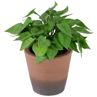 Northlight Real Touch™ Artificial Peperomia Watermelon Begonia Plant In Terracotta Style Pot - 7" 2 Northlight Real Touch™ Artificial Peperomia Watermelon Begonia Plant In Terracotta Style Pot - 7" - Image 2